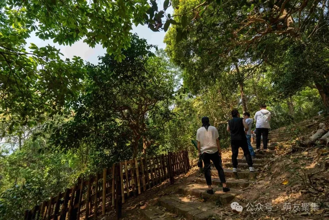 跟着茶农爬茶山