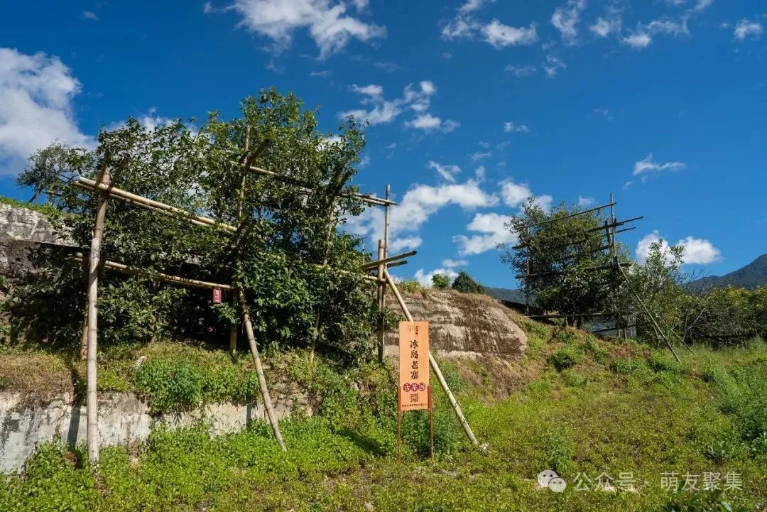冰岛老寨的古茶园