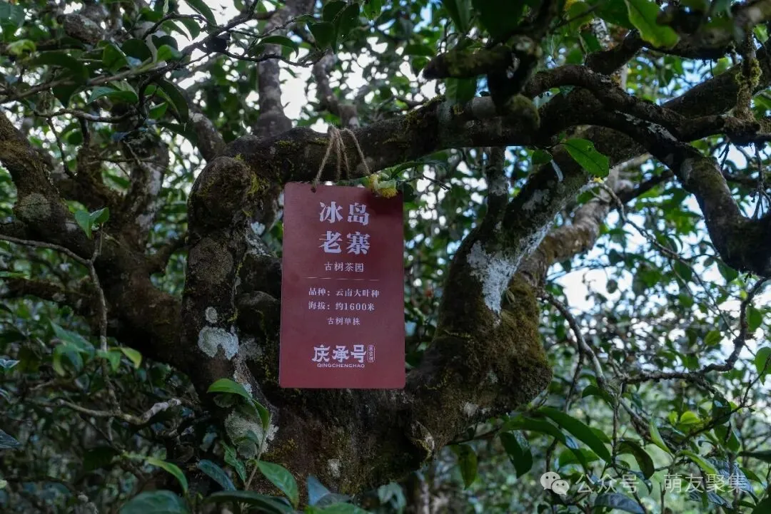 四五百年的古茶树