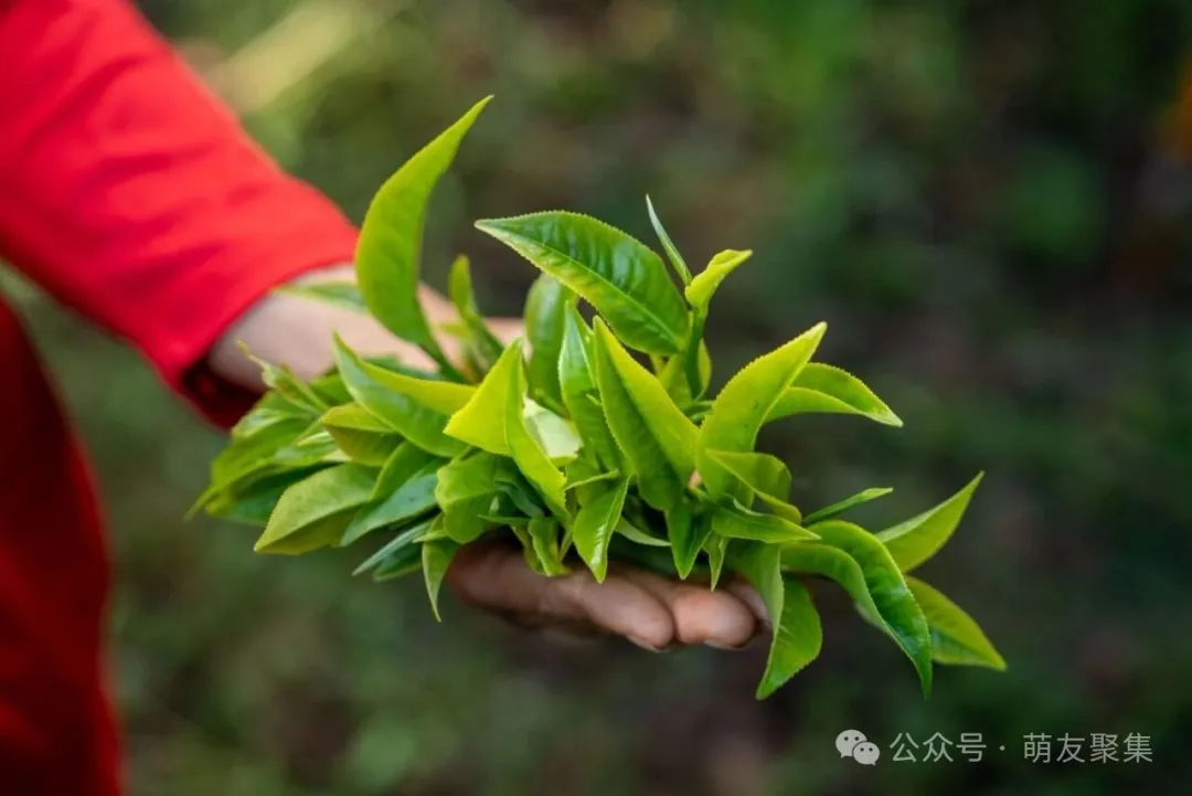 刚采摘的鲜叶