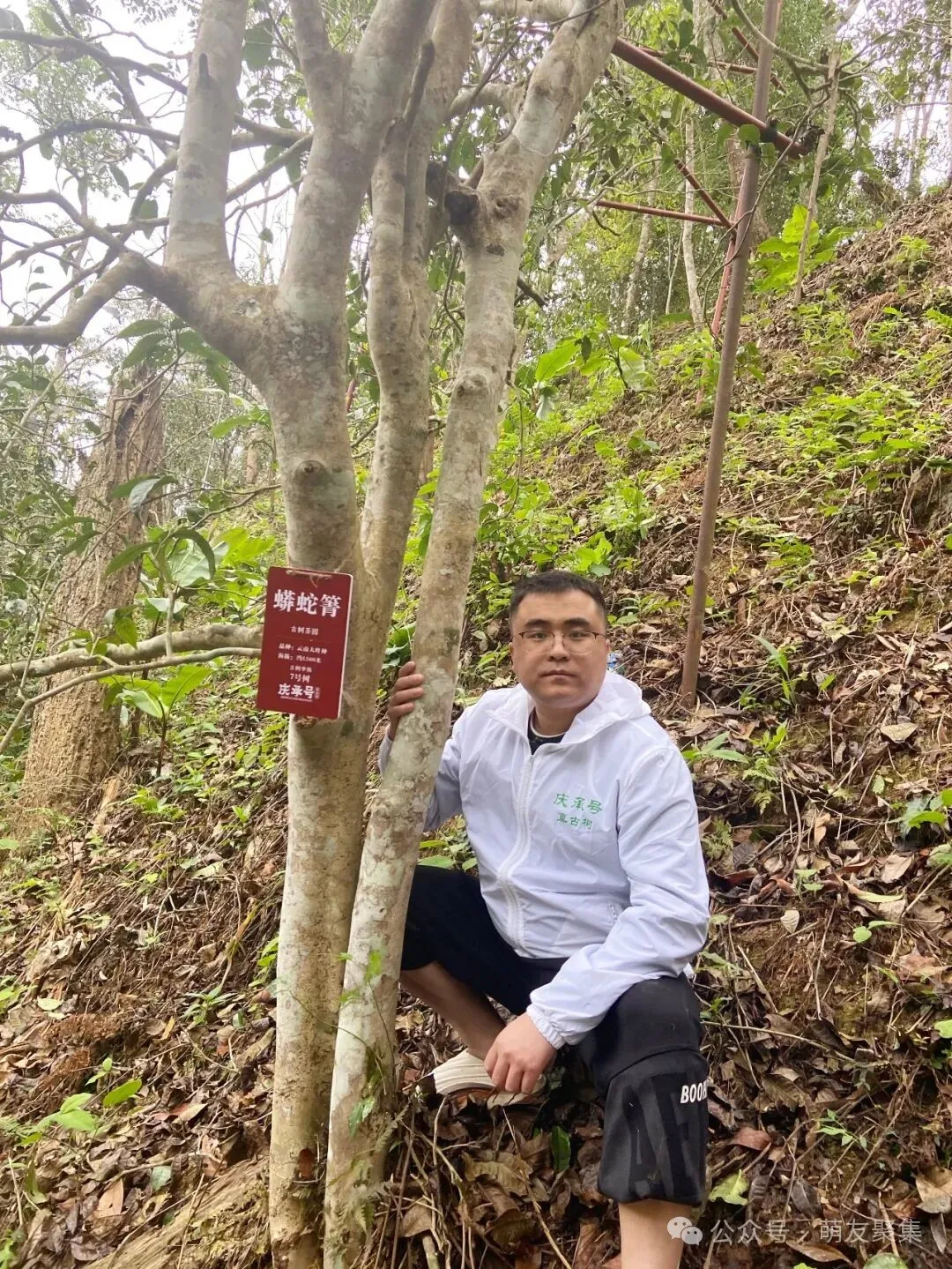 阿力在茶园