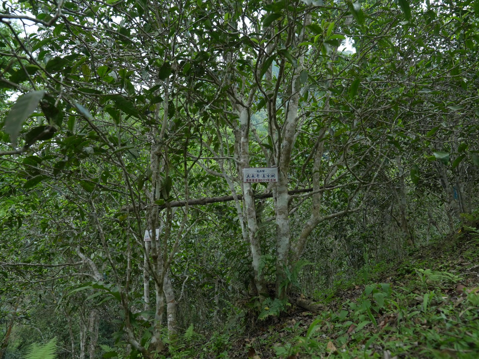 薄荷塘茶山实拍