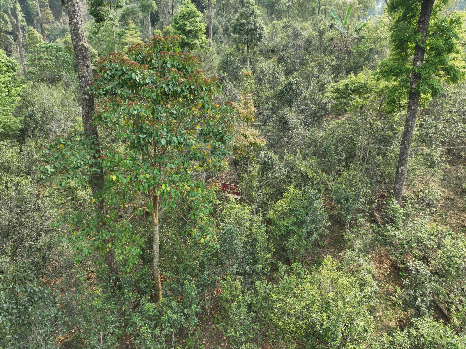 薄荷塘茶山实拍