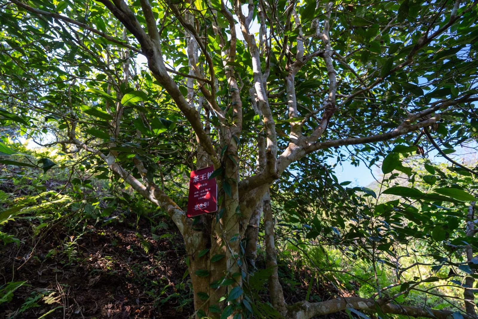 茶王树茶山实拍