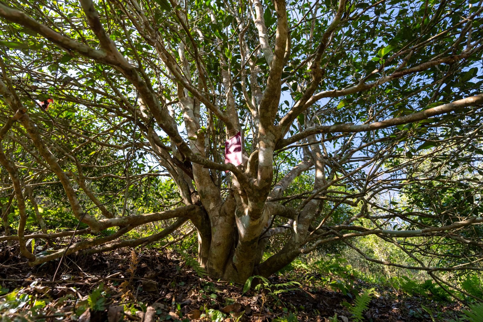 茶王树茶山实拍
