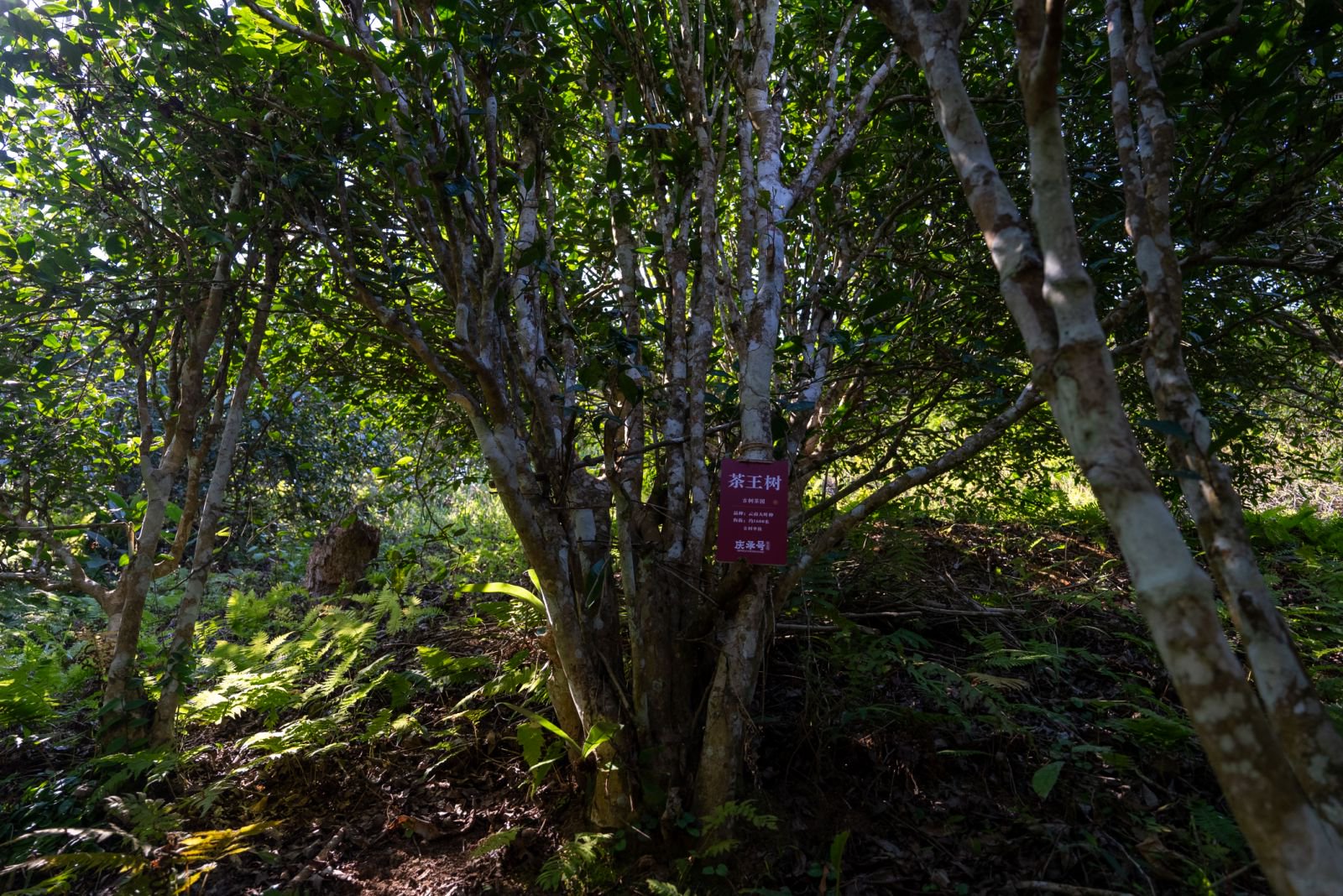 茶王树茶山实拍
