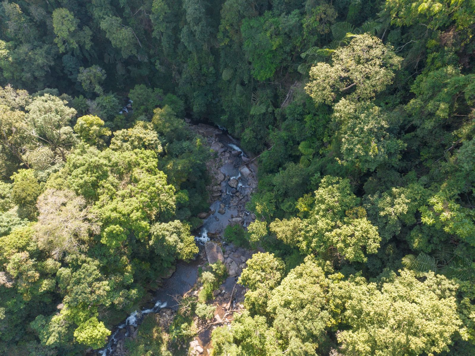 茶王树茶山实拍