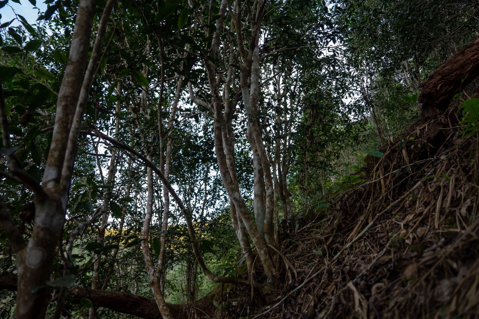 芭依箐茶山实拍