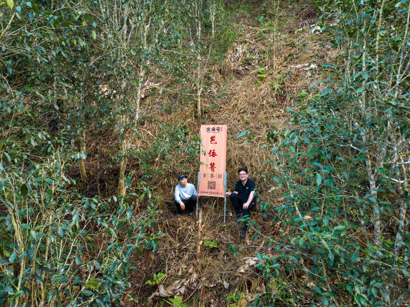 芭依箐茶山实拍