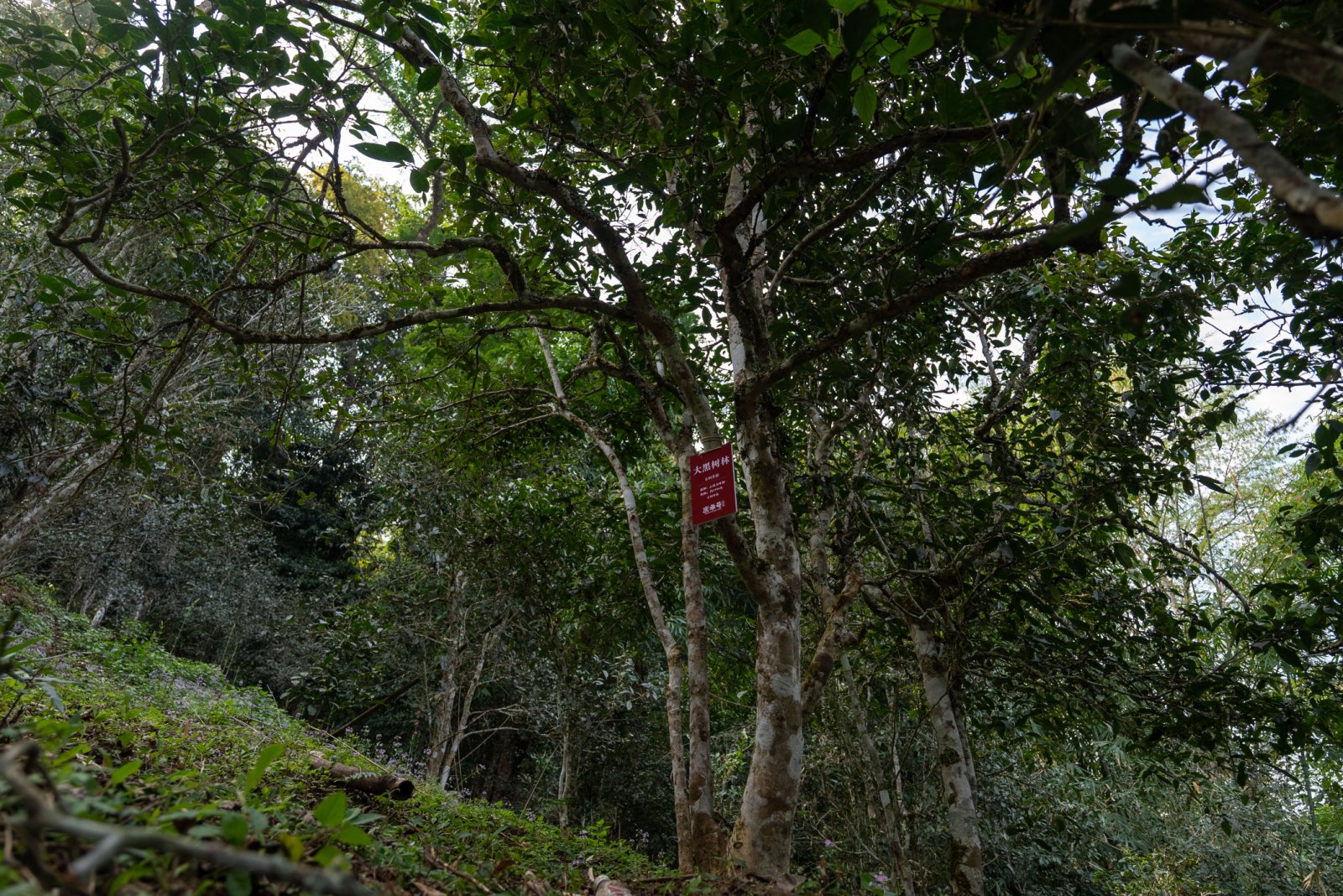 大黑树林茶山实拍