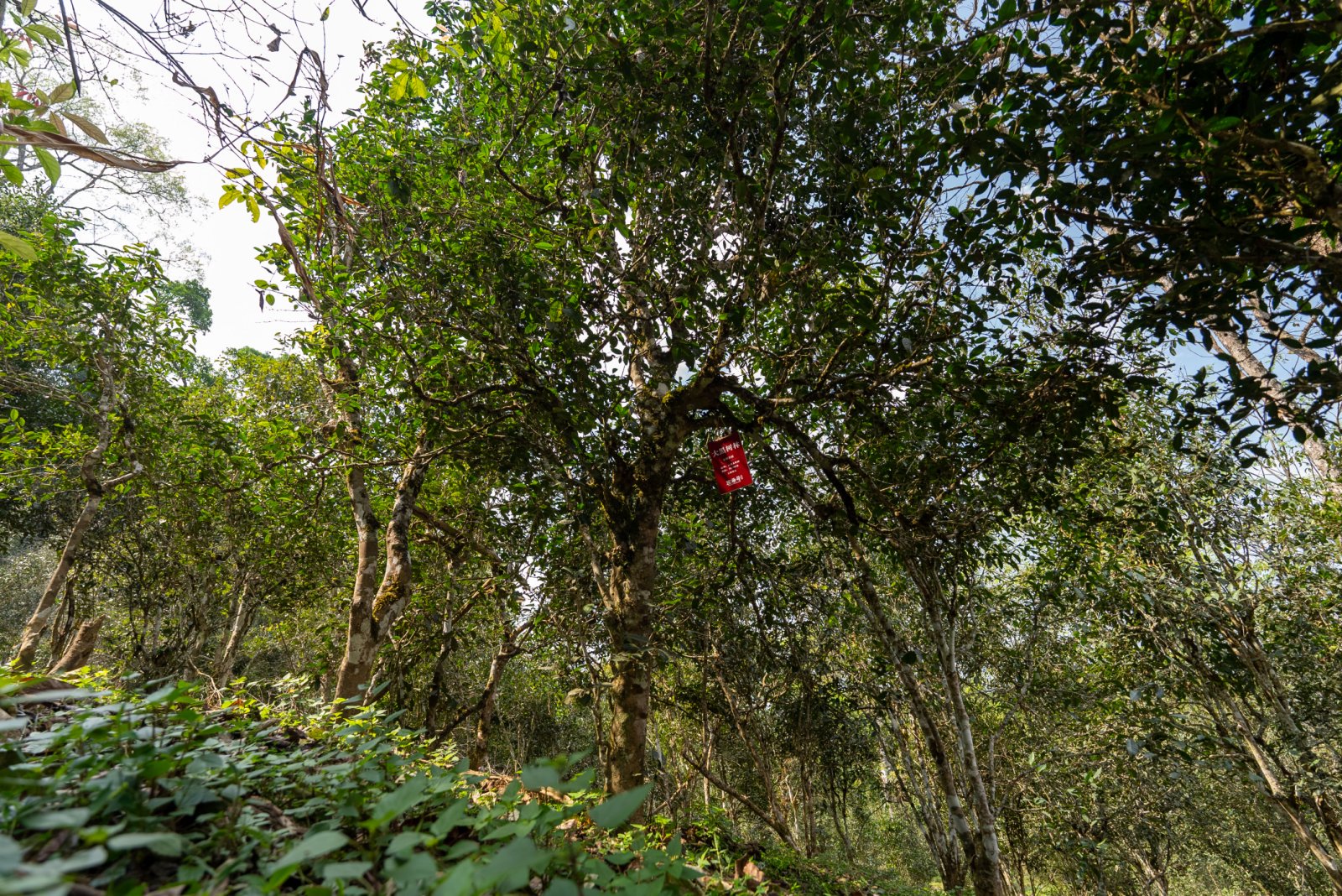 大黑树林茶山实拍