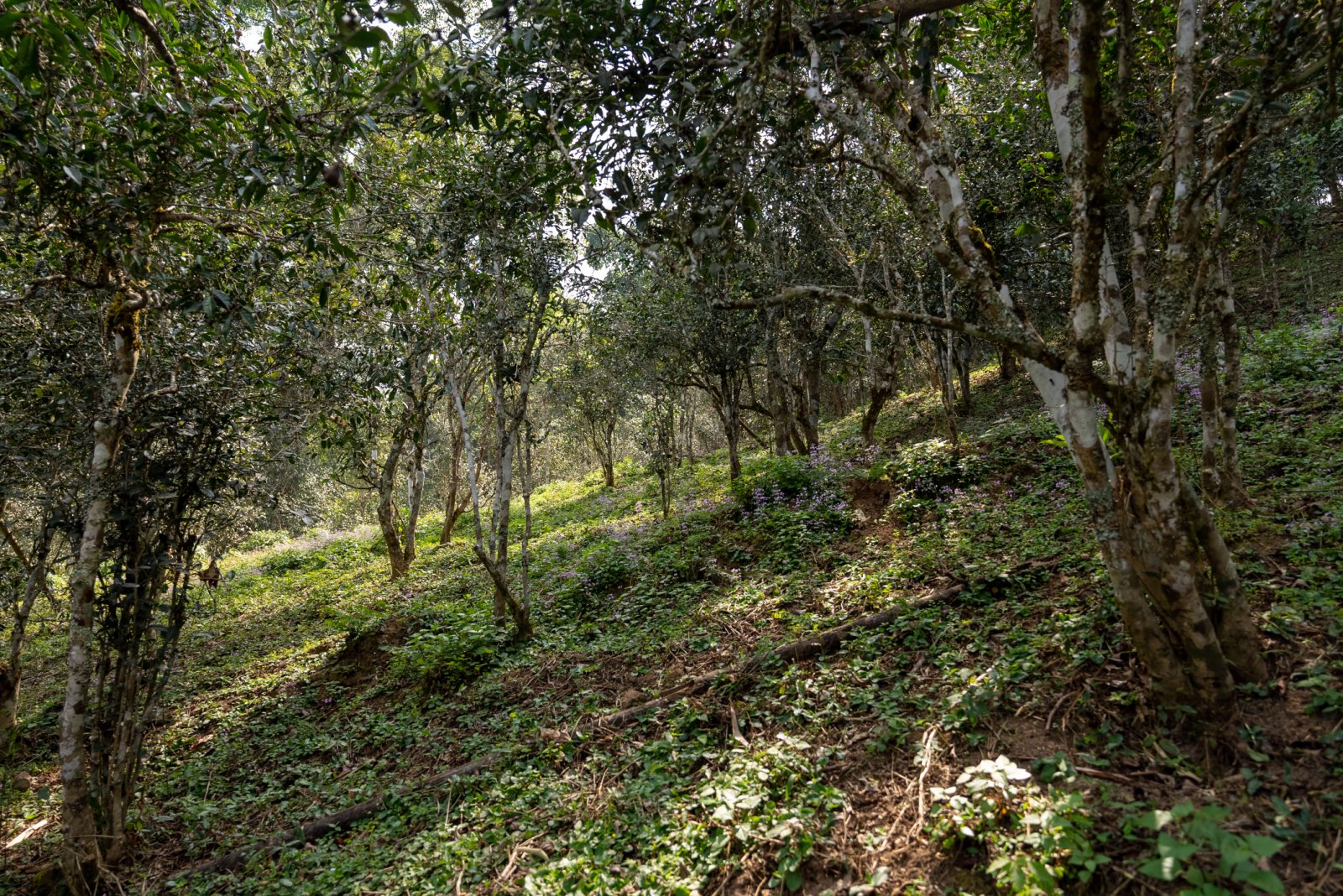 大黑树林茶山实拍
