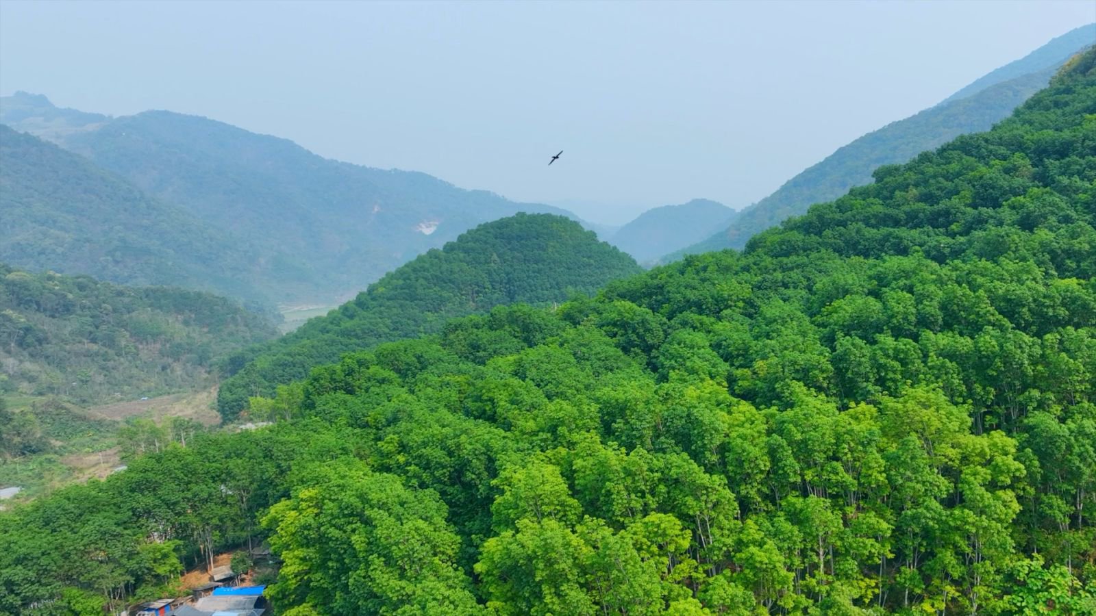 龙山庙茶山实拍