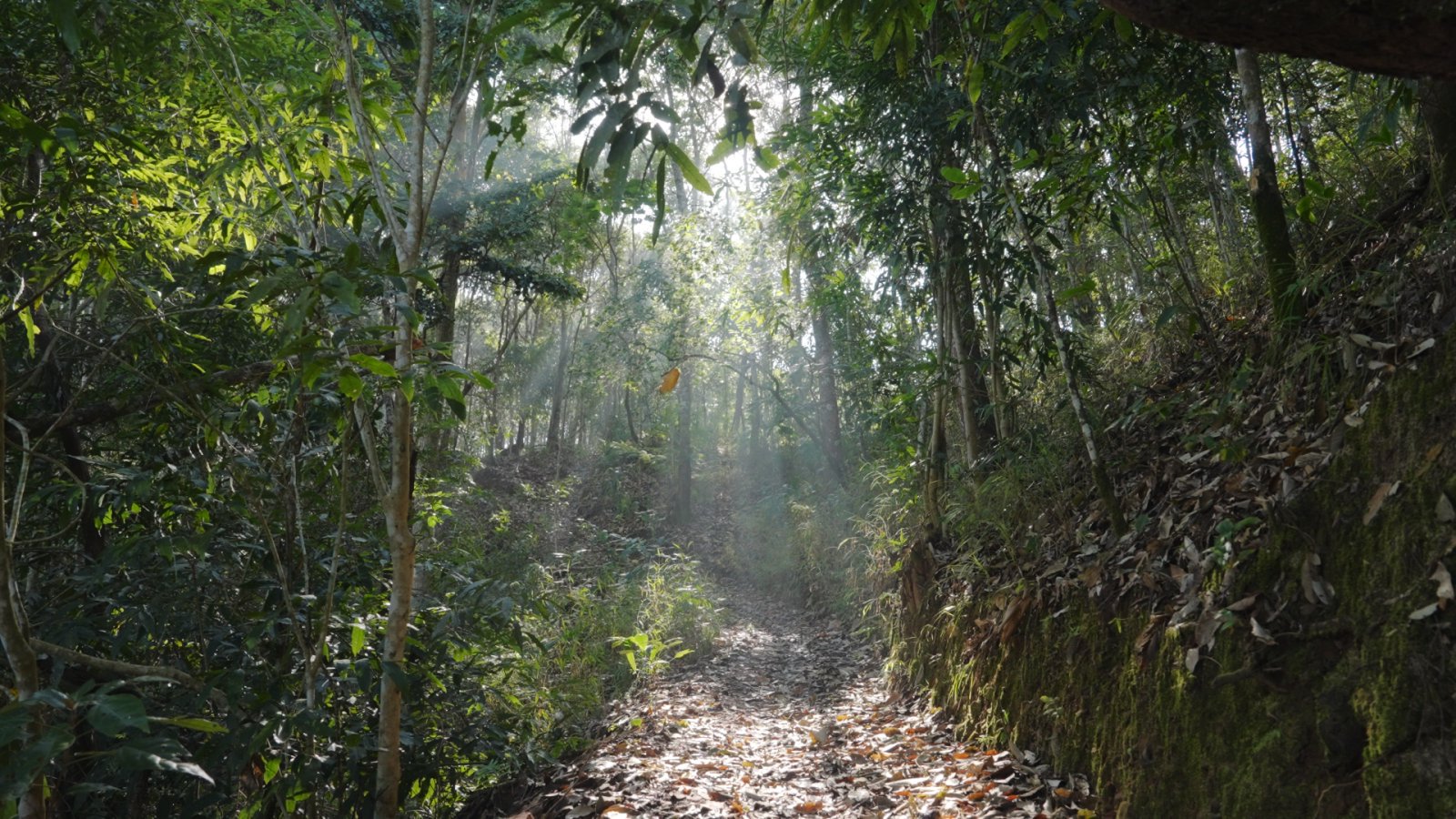 龙山庙茶山实拍