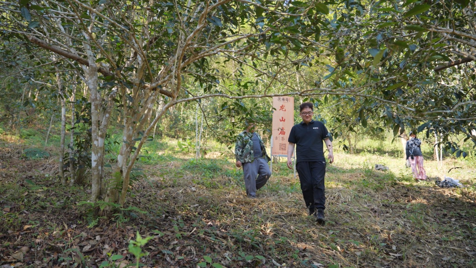 龙山庙茶山实拍