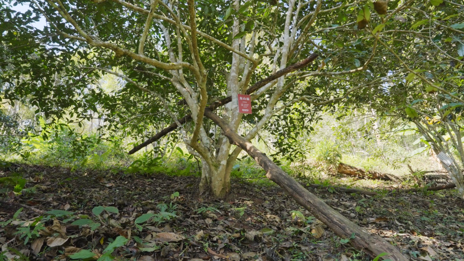 龙山庙茶山实拍