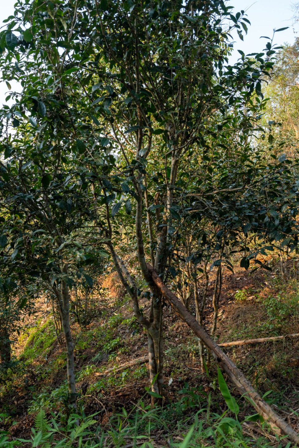 曼松茶山实拍