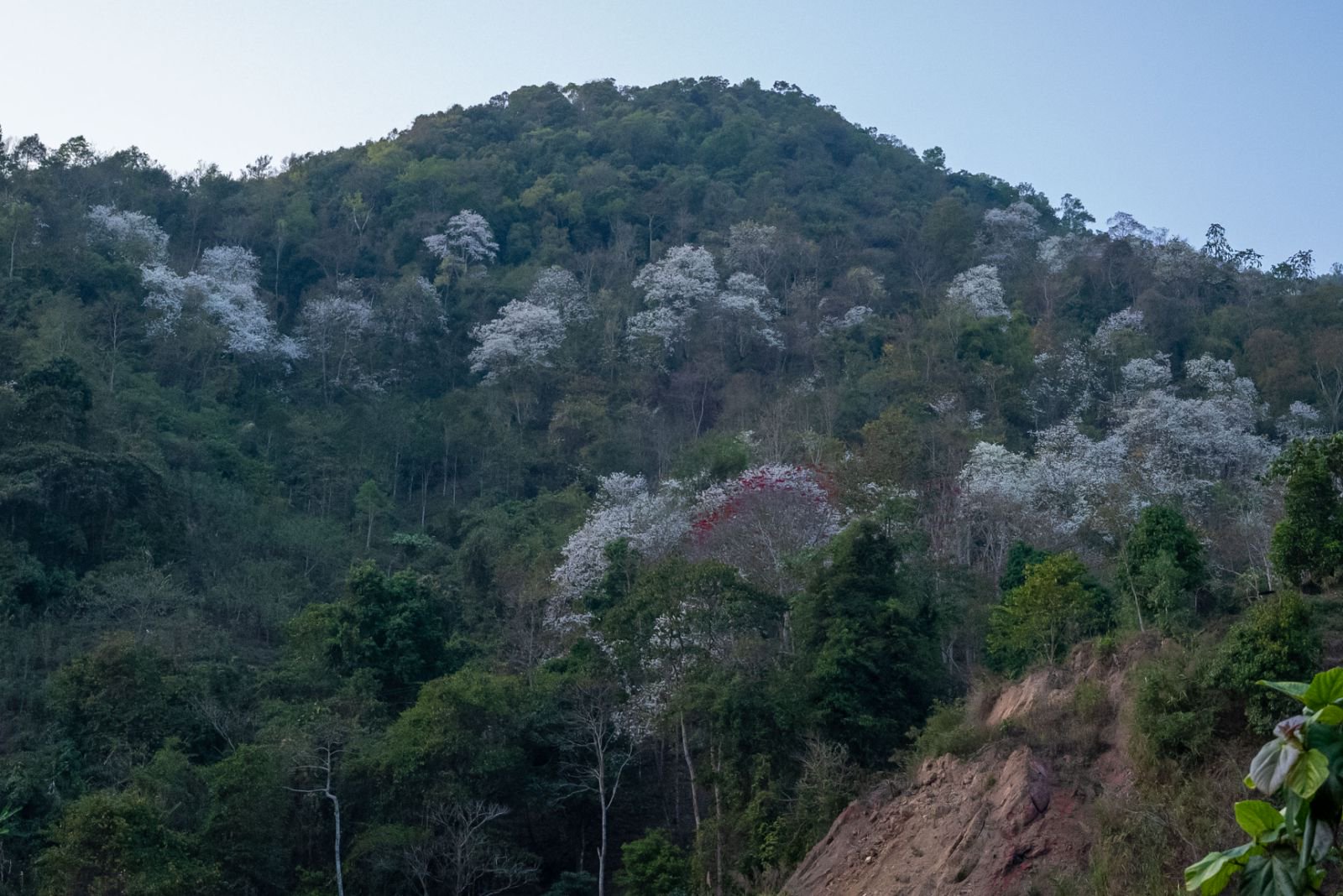 曼松茶山实拍