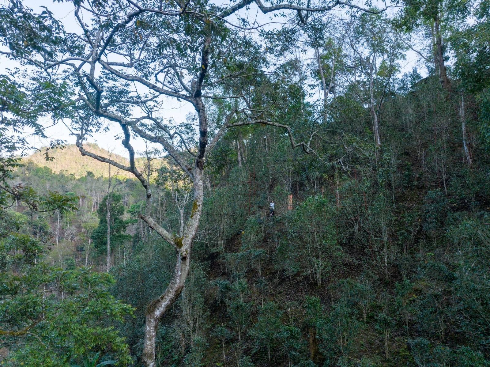 蟒蛇箐茶山实拍