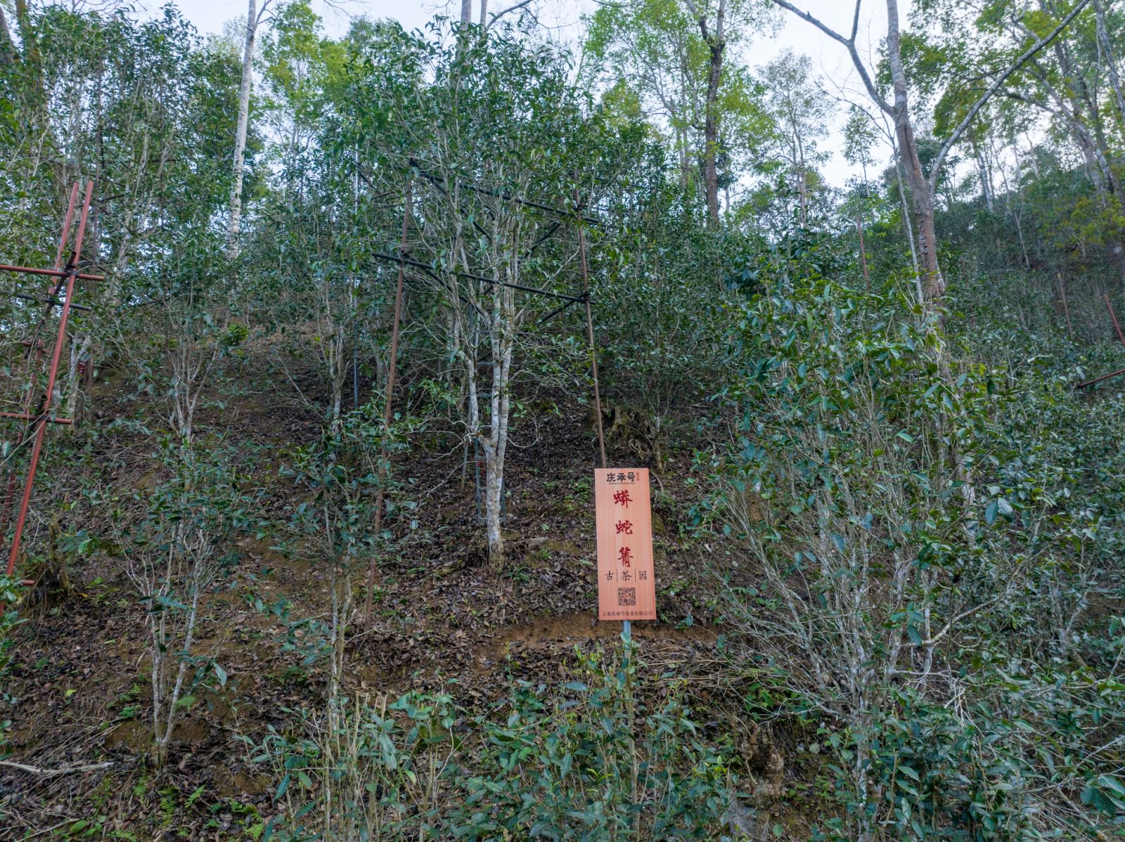 蟒蛇箐茶山实拍