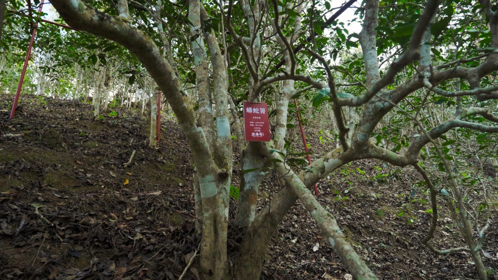 蟒蛇箐茶山实拍