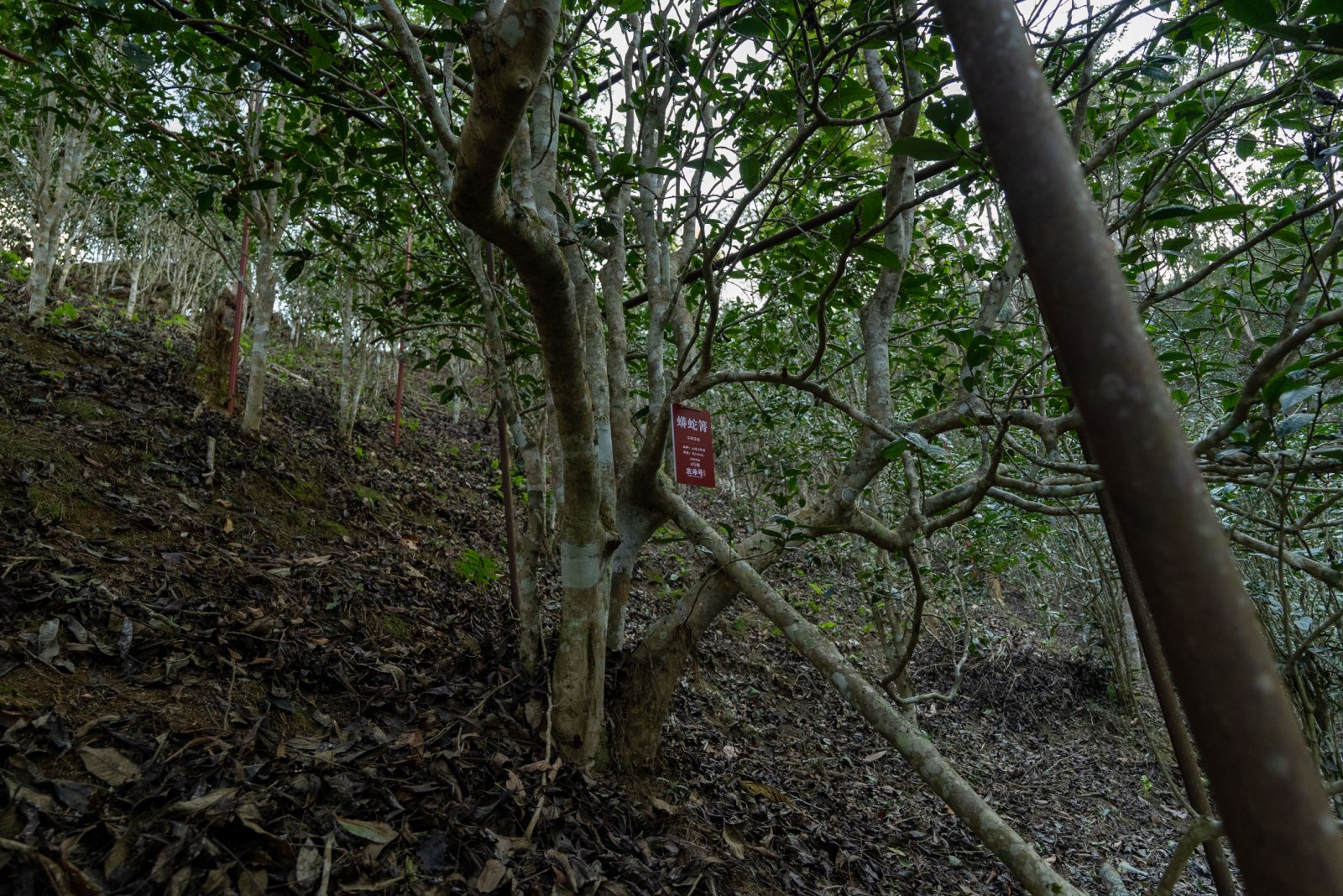 蟒蛇箐茶山实拍