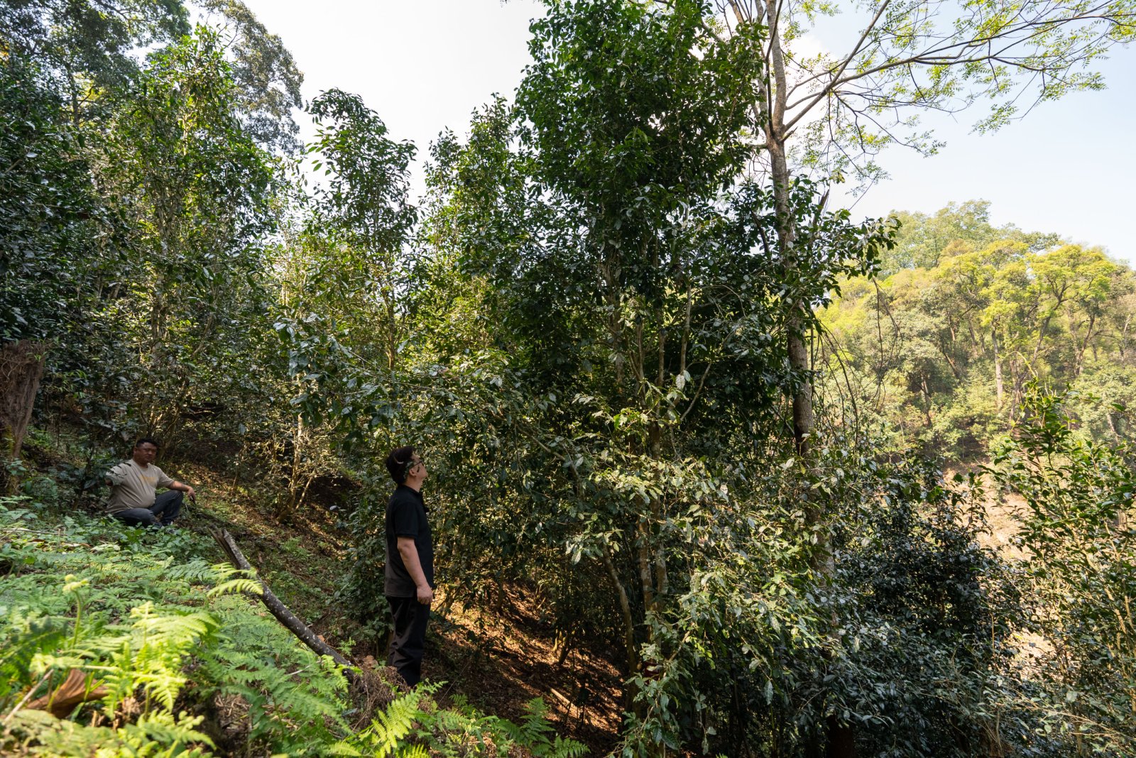天门山茶山实拍