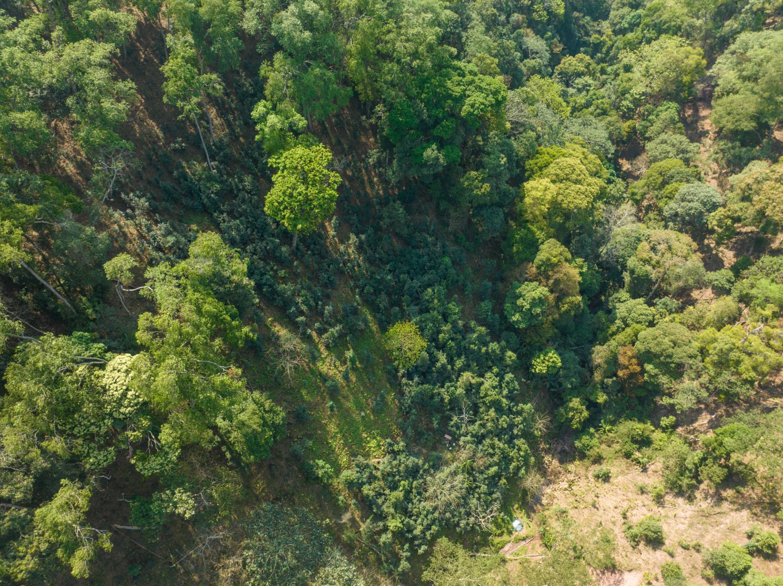 天门山茶山实拍