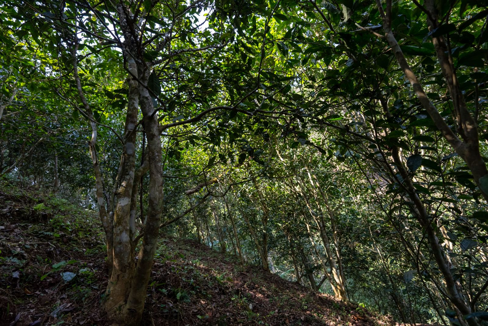 天门山茶山实拍