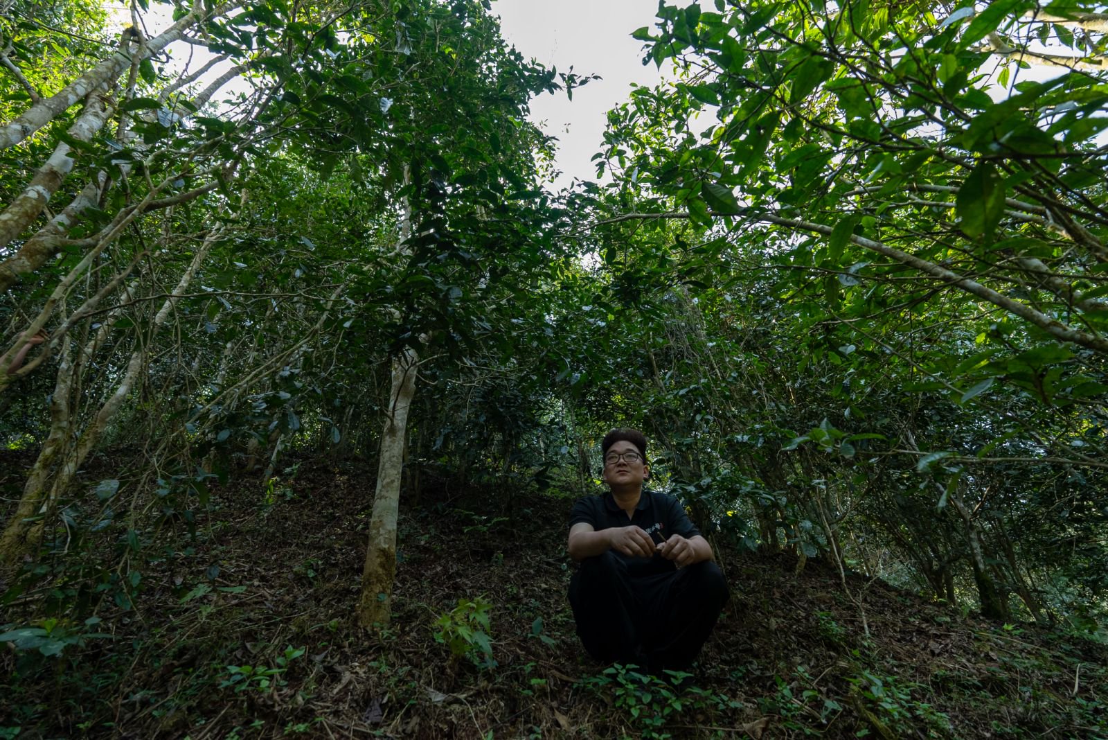 天门山茶山实拍
