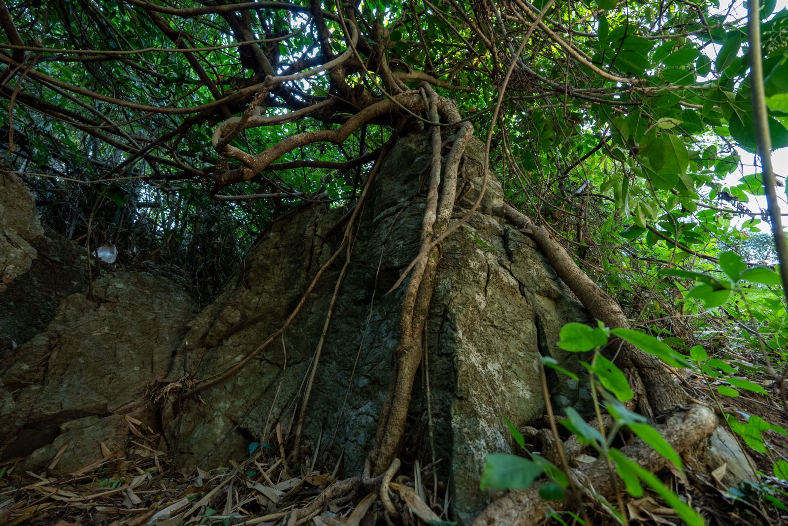 石门坎茶山实拍