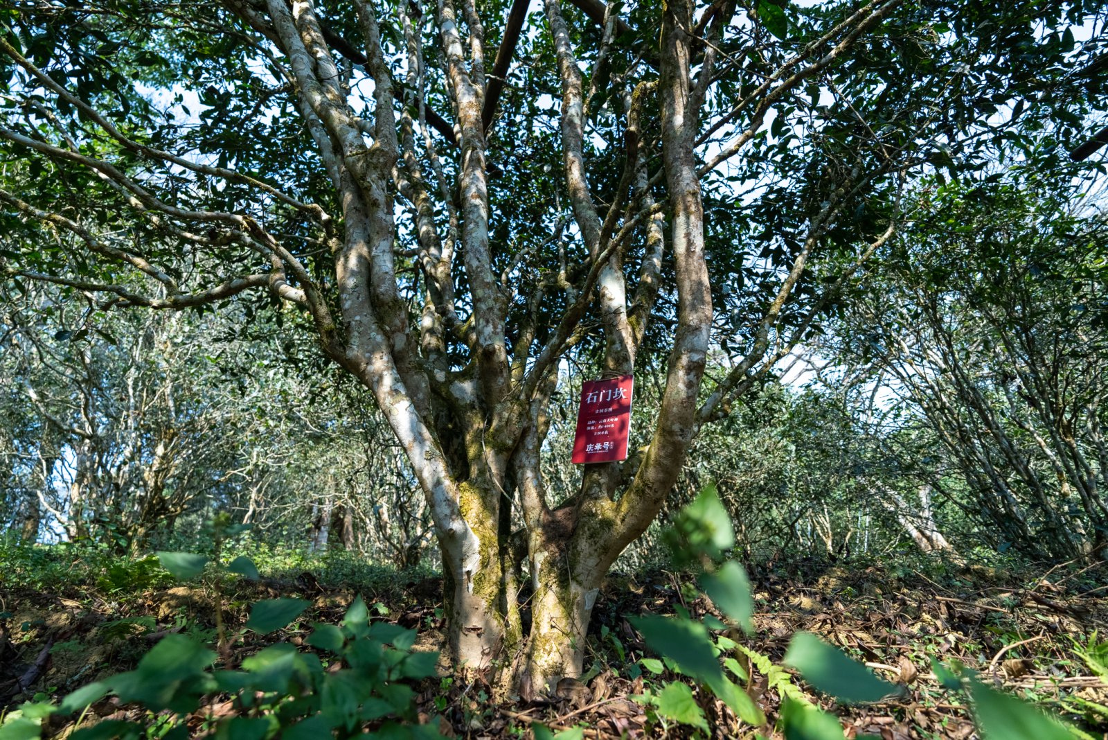 石门坎茶山实拍
