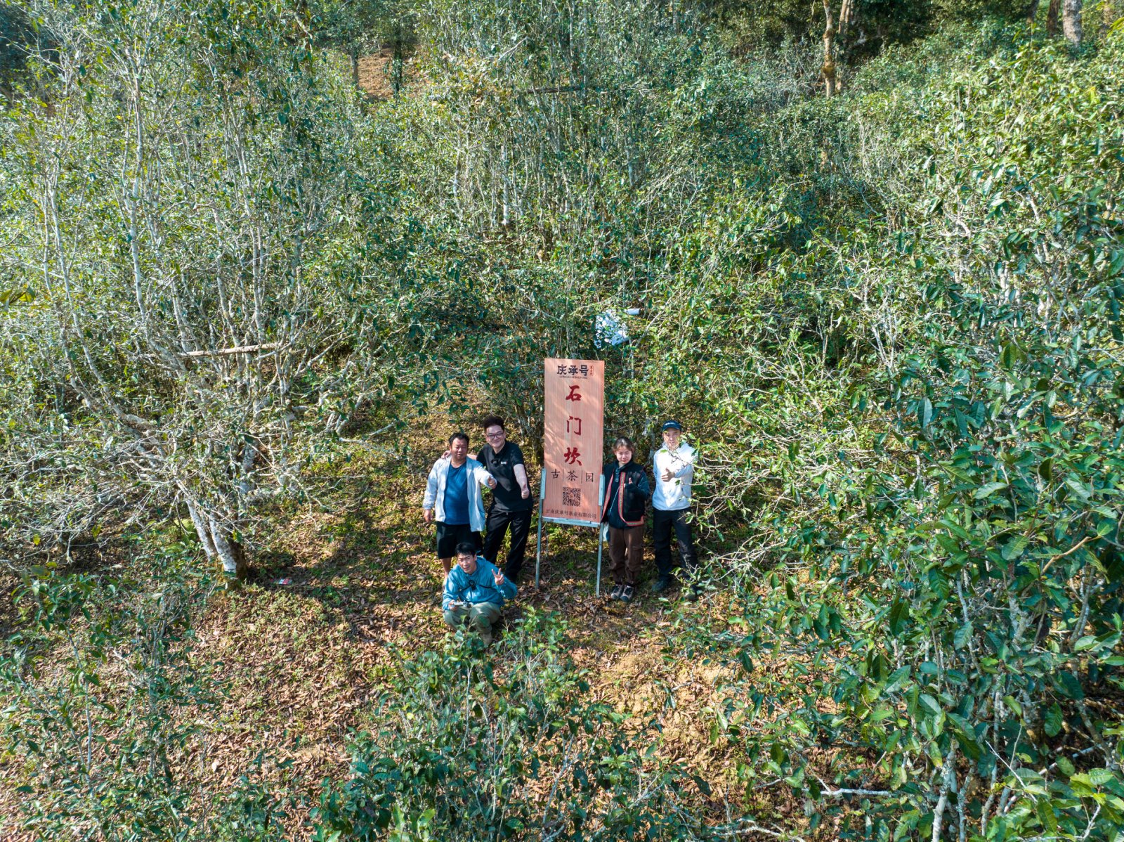 石门坎茶山实拍