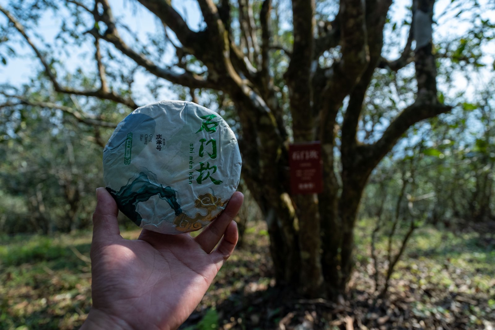 石门坎茶山实拍