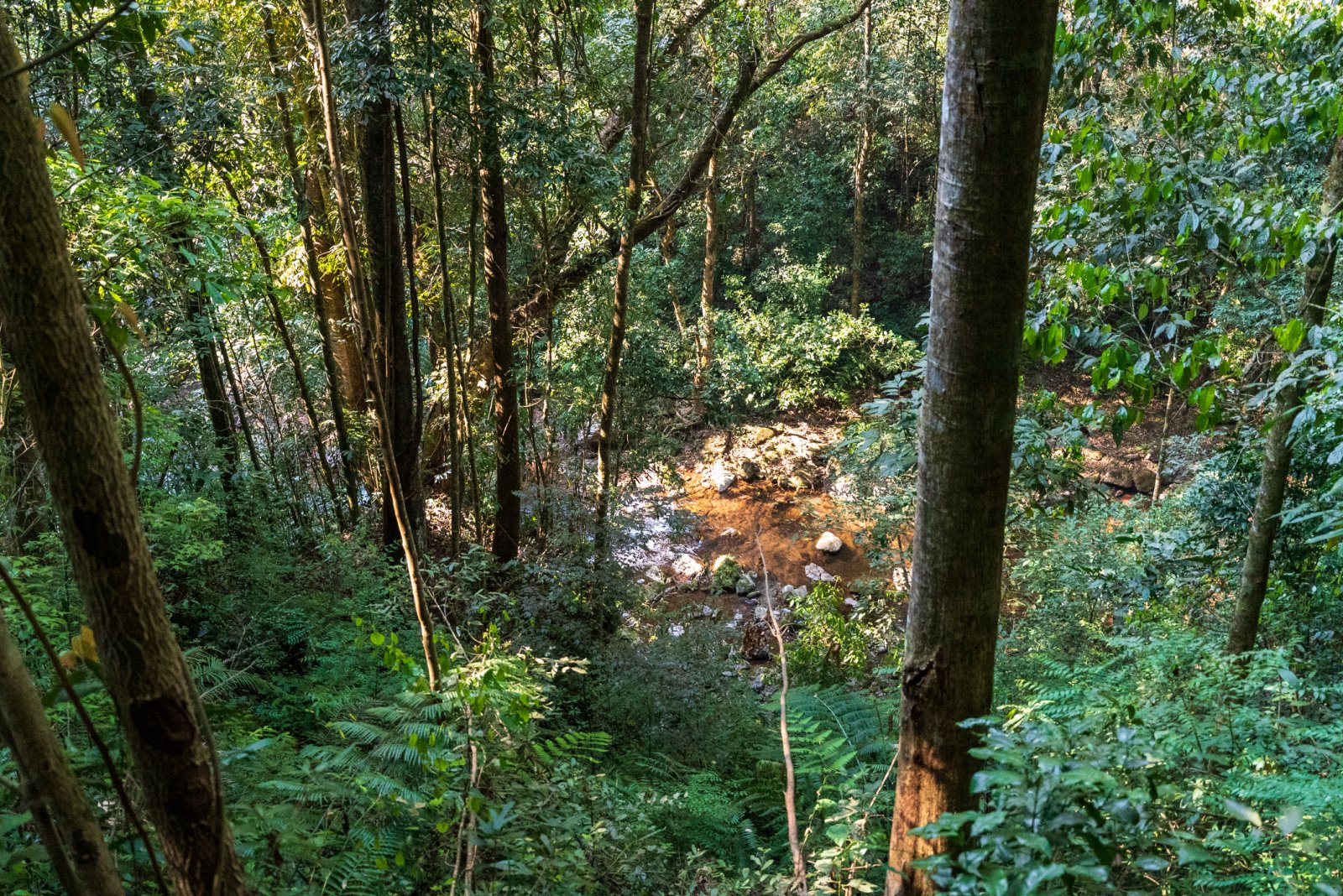 冷水河茶山实拍
