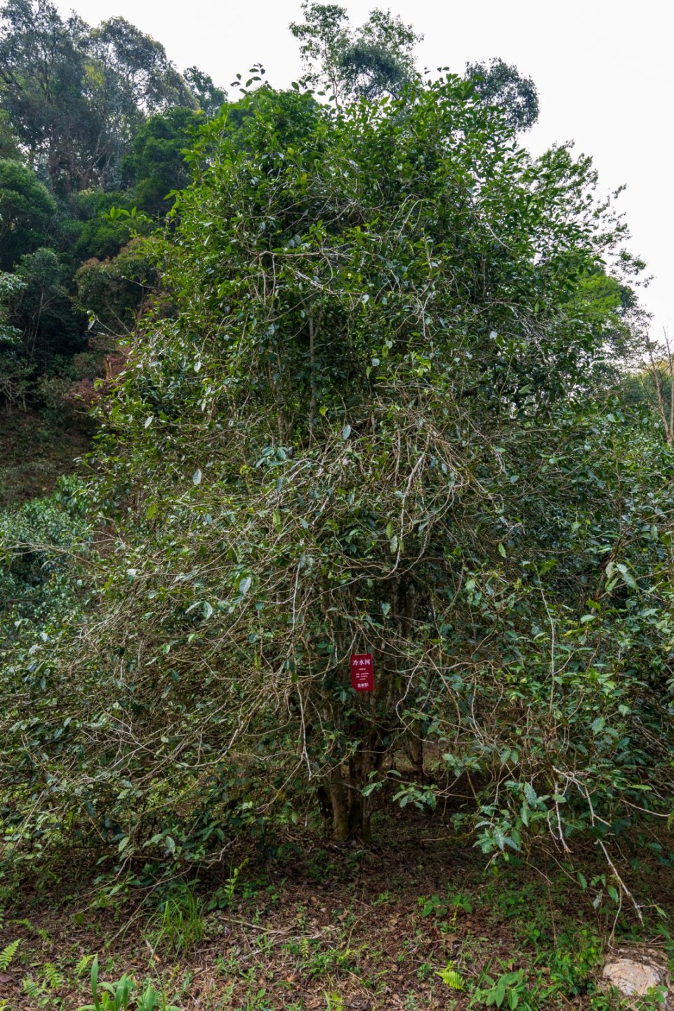 冷水河茶山实拍