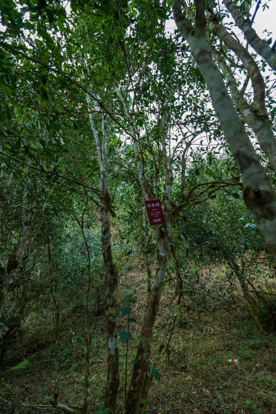 冷水河茶山实拍