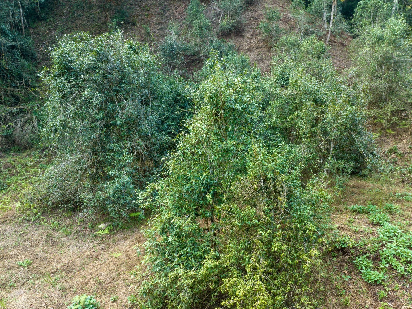 冷水河茶山实拍