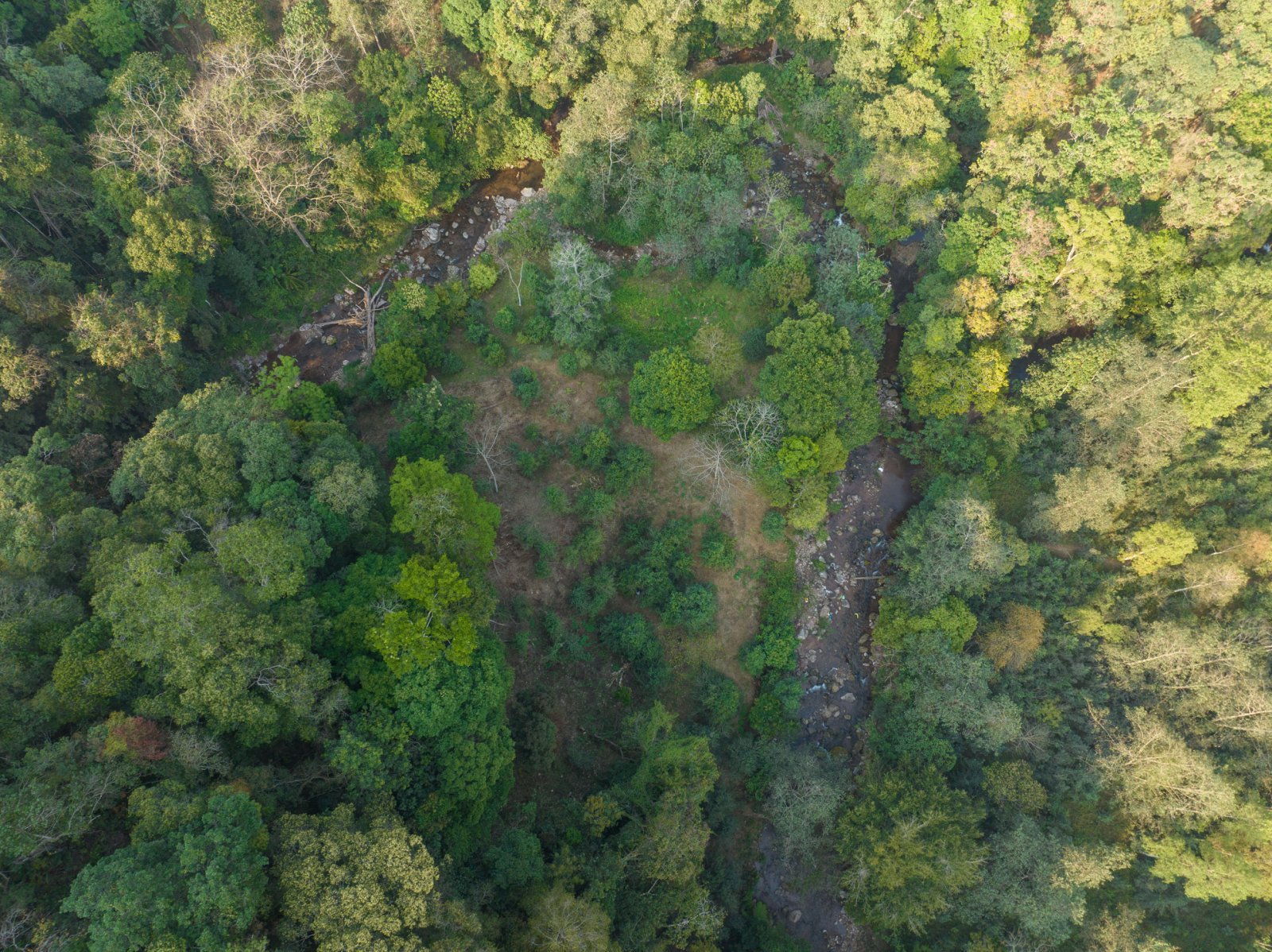 冷水河茶山实拍