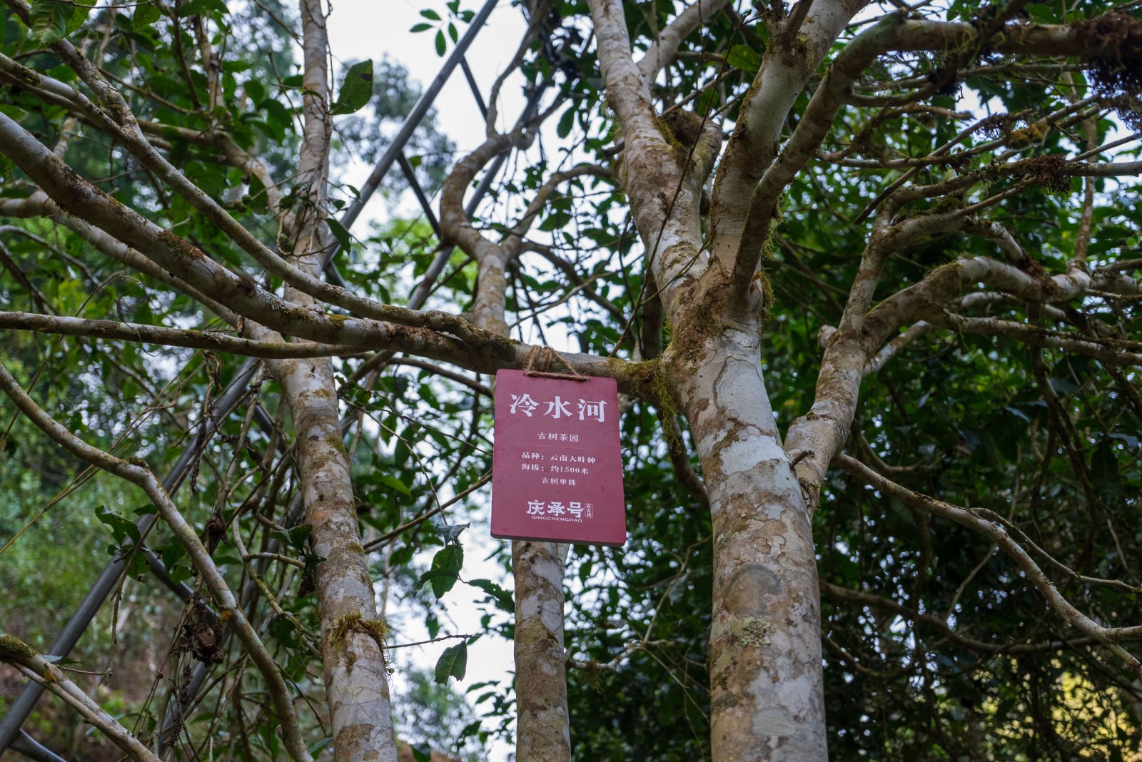 冷水河茶山实拍