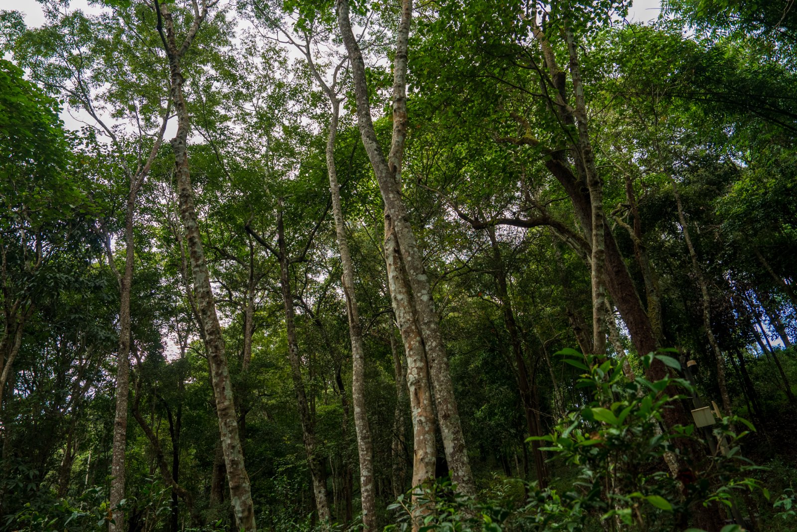 哎冷山茶山实拍