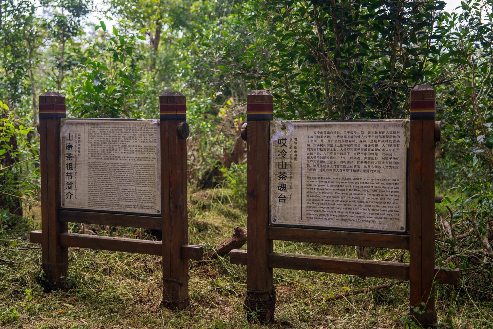哎冷山茶山实拍