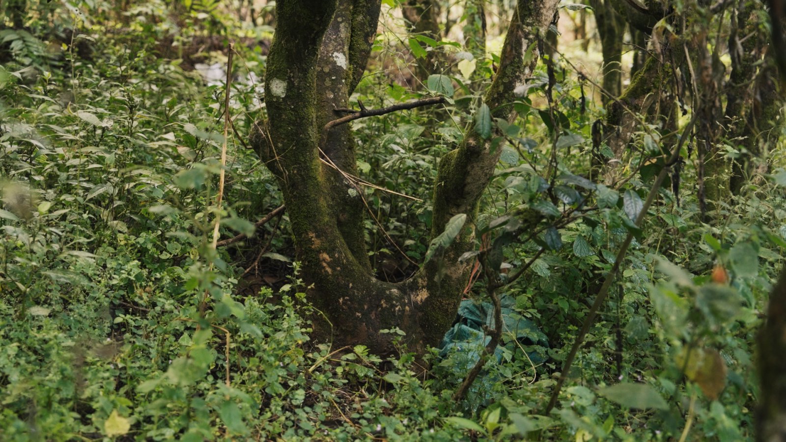 懂过茶山实拍