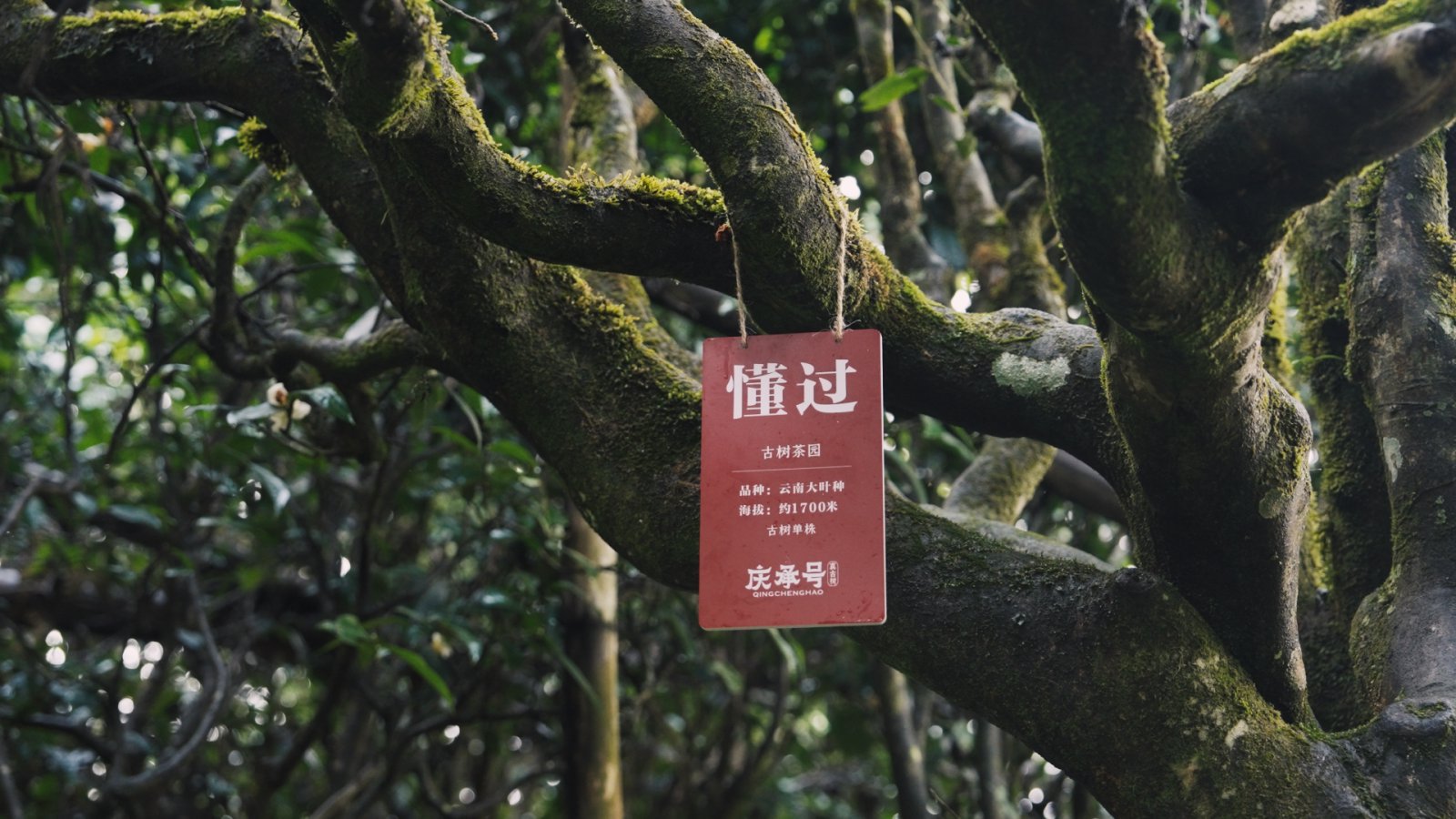 懂过茶山实拍