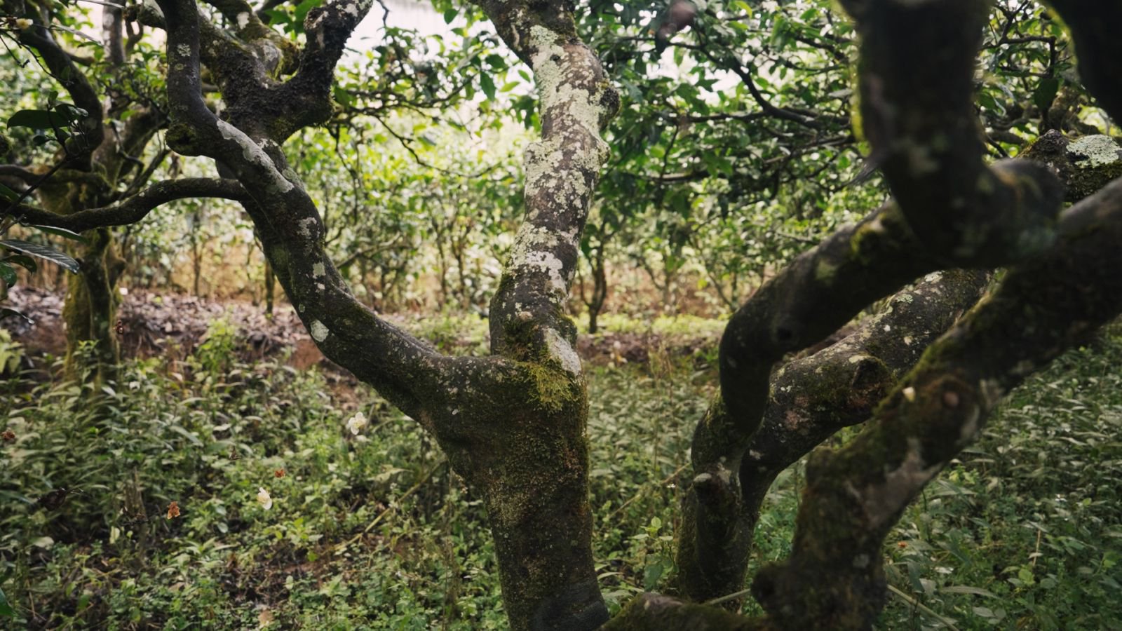懂过茶山实拍