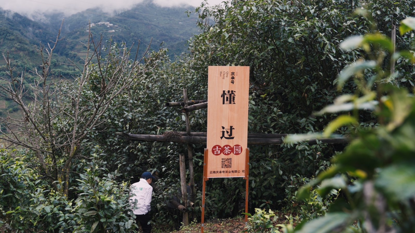 懂过茶山实拍