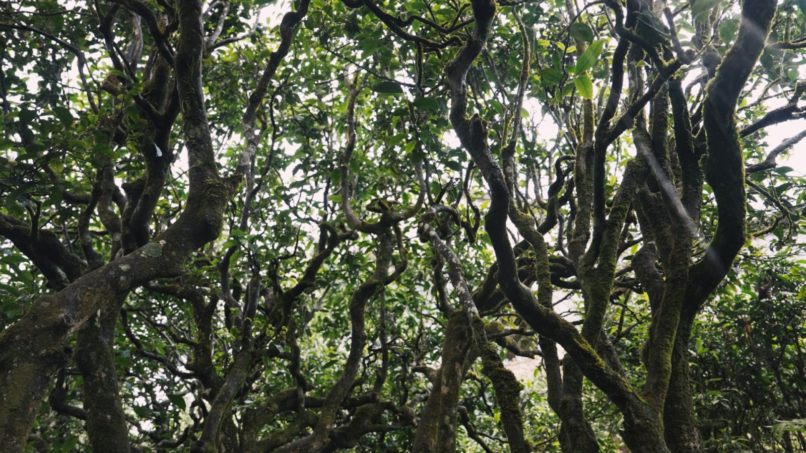 懂过茶山实拍