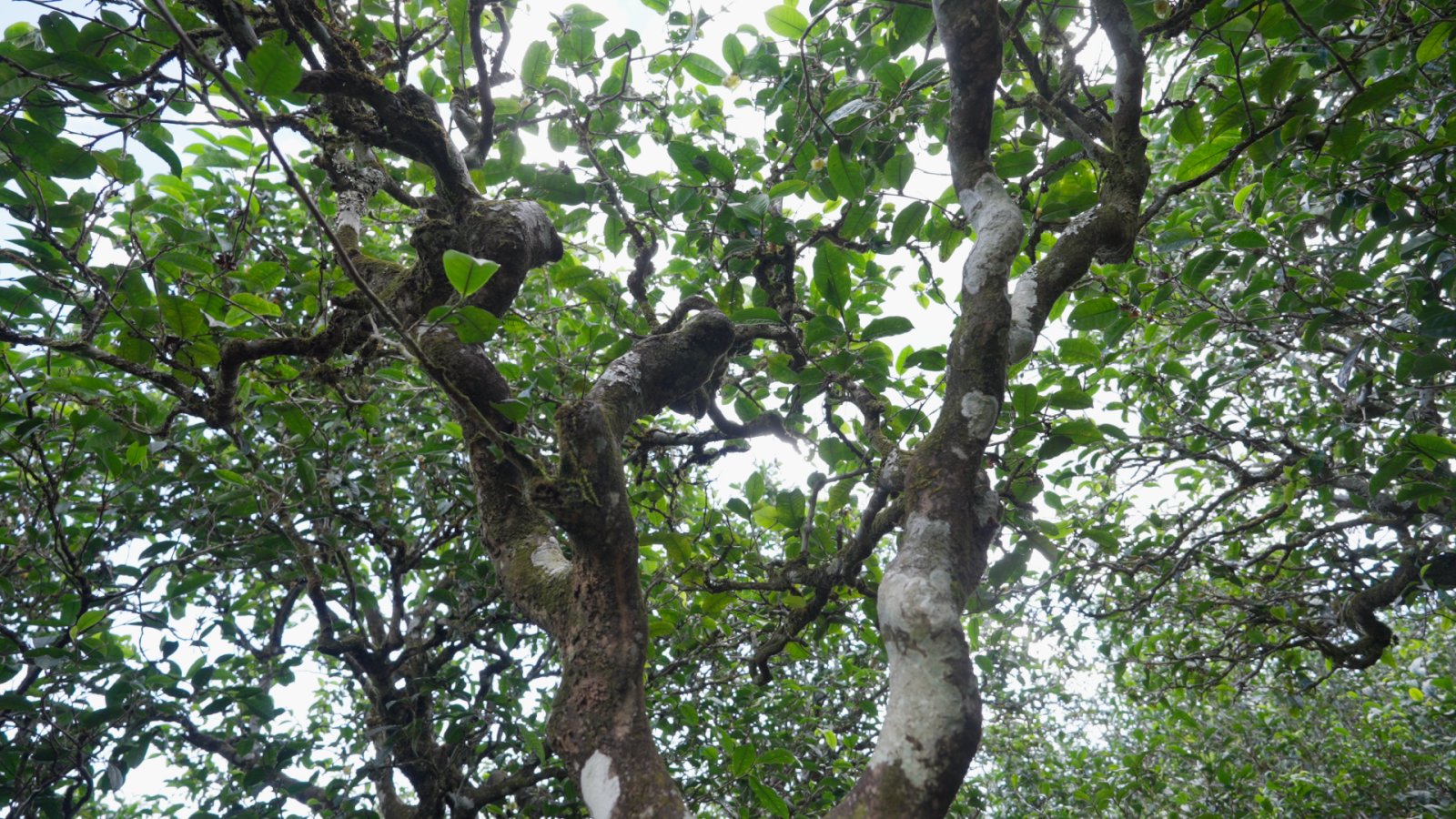 大雪山茶山实拍