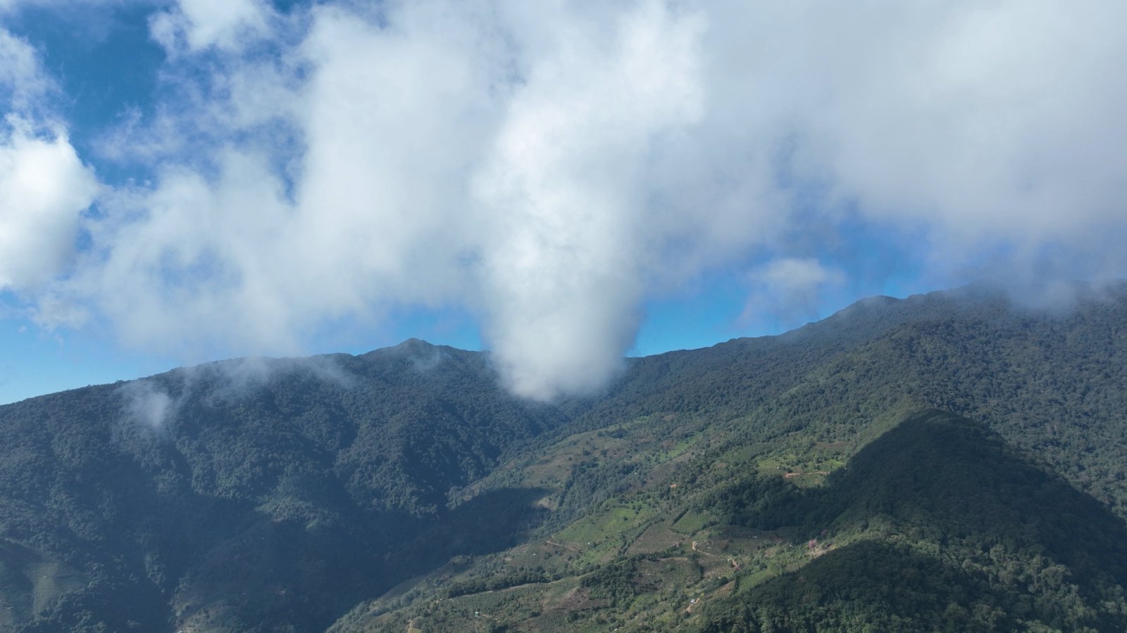大雪山茶山实拍