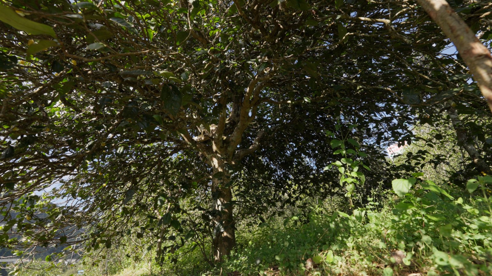 那罕茶山实拍
